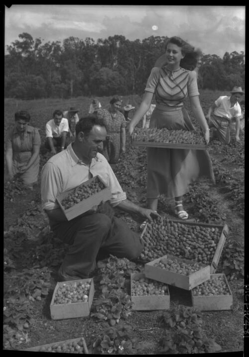 [A prosperous migrant farmer and his helpers are gathering the strawberry crop for the nearby Brisbane market] [picture] : [Brisbane, Queensland] / [Frank Hurley]