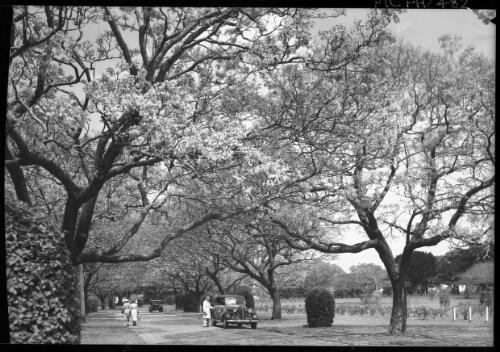 [Jacaranda trees in flower, Brisbane] [picture] : [Brisbane, Queensland] / [Frank Hurley]