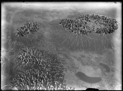 [Coral or seaweed, Great Barrier Reef?] [picture] : [Antarctica] / [Frank Hurley]
