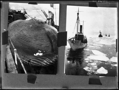 The N.T. Nielsen-Alonso whaling expedition to Antarctica, approximately 1926 [picture] / Frank Hurley