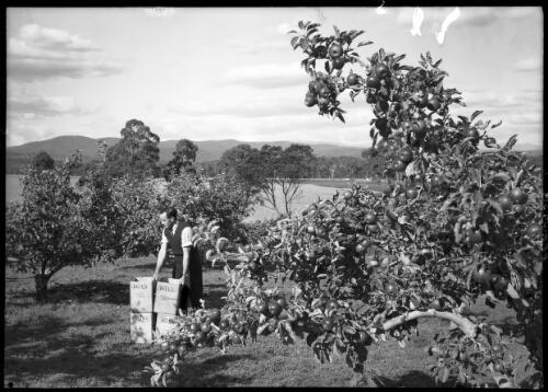 Orchard on Bank Tamar R. [Tamar Rver] [picture] : [Launceston, Tasmania] / [Frank Hurley]