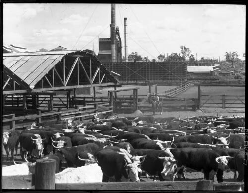 Lakes Creek Meatworks, Rockhampton [picture] : [Rockhampton, Queensland] / [Frank Hurley]