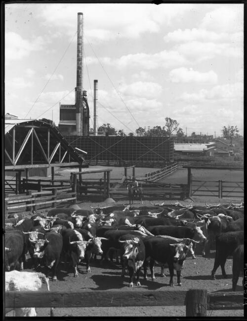 In the stockyards of the Lakes Creek Meatworks at Rockhampton [picture] : [Rockhampton, Queensland] / [Frank Hurley]