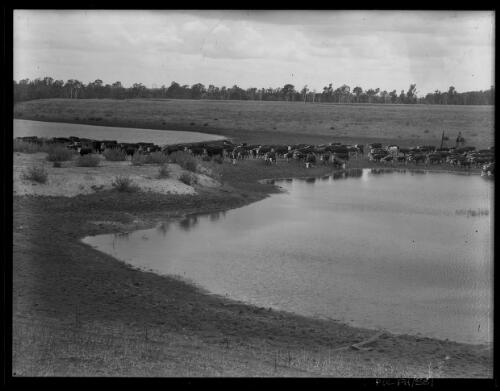 Cattle grazing at Belmont Station, near Rockhampton [picture] : [Rockhampton, Queensland] / [Frank Hurley]