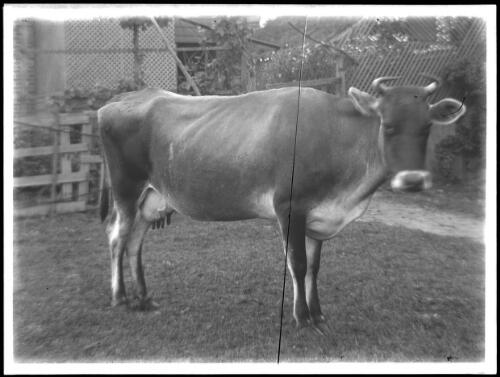 [Cow] [picture] / [Frank Hurley]