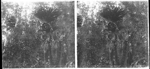 Elkhorn Ferns, near Grafton, N.S.W. 1892 [picture] : [Grafton, New South Wales] / [Frank Hurley]
