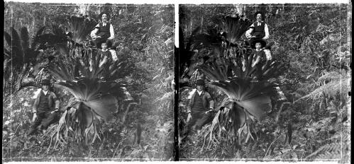 Elkhorn Ferns, near Grafton, N.S.W. 1892 [with two figures] [picture] : [Grafton, New South Wales] / [Frank Hurley]