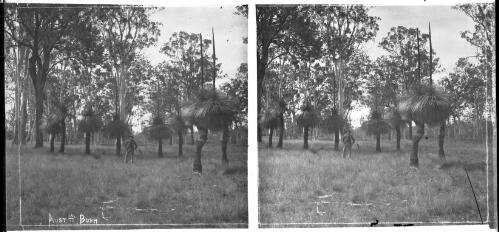 Australian Bush-Grass Trees near Grafton 1891 [or] 1892 [picture] : [Grafton, New South Wales] / [Frank Hurley]