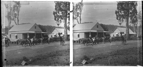 Copmanhurst near Grafton, 1892, Geo Savage is a tall man and is standing in front of team [picture] : [Grafton, New South Wales] / [Frank Hurley]