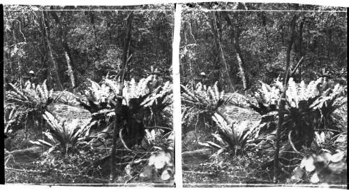 Bird Nest Ferns near Grafton. 1892 [picture] : [Grafton, New South Wales] / [Frank Hurley]