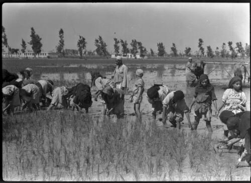 [Labourers in watery field, two beasts with plough, women wearing headresses] [picture] / [Frank Hurley]