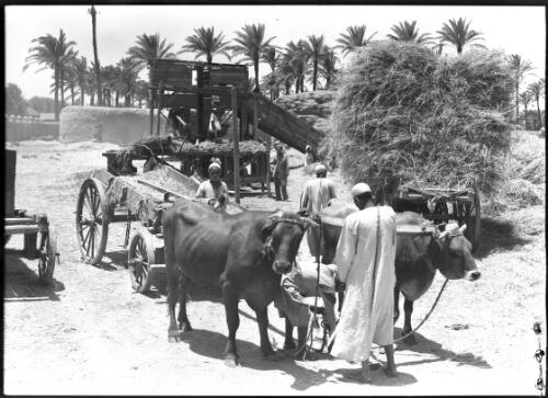 [Men, two beasts, cart, plough, grain, palm trees, raised platform with chute] [picture] / [Frank Hurley]