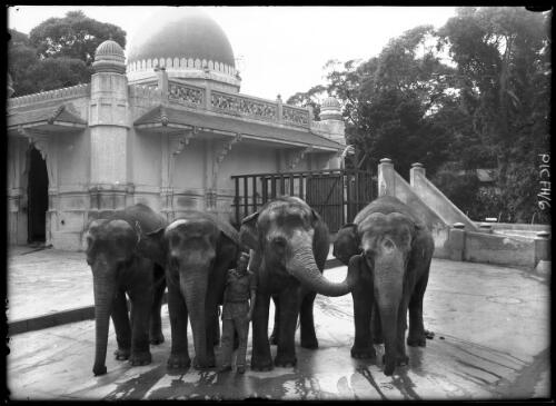 Four elephants [with a keeper at the Elephant House] [picture] : [Taronga Park Zoo, Sydney, New South Wales] / [Frank Hurley]