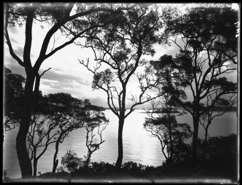 Looking down Harbour from Abbotsford [Sydney Harbour at sunset] [picture] : [Sydney Harbour, New South Wales] / [Frank Hurley]