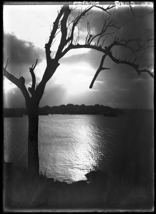 Sunset from Rose Bay [Sydney Harbour through bare tree] [picture] : [Sydney Harbour, New South Wales] / [Frank Hurley]