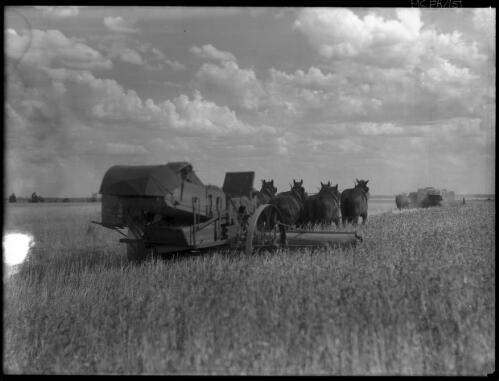 [Teams of draught horses and harvesters in a field] [picture] / [Frank Hurley]