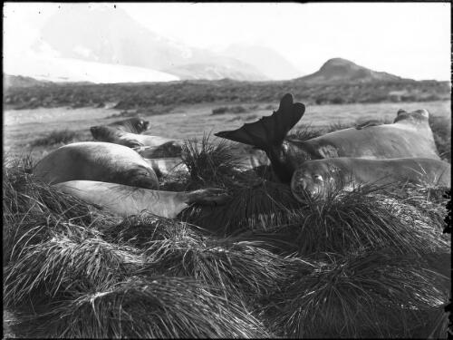 Landscape, Heard Island [Banzare, 1929-1931] [picture] : [Antarctica] / [Frank Hurley]