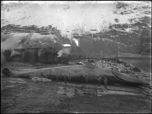 [A blue whale and whaling men on the flensing or cutting up plan at the Grytviken whaling station, Prince Edward Cove, South Georgia, Shackleton expedition, 1914-1917] [picture] : [Antarctica] / [Frank Hurley]