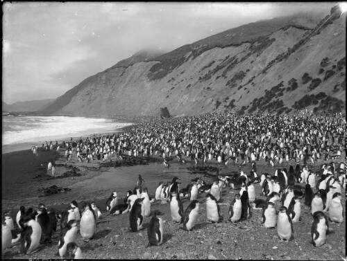 The Nuggets Rookery [Royal penguins' rookeries at the Nuggets beach, Macquarie Island, with the wreck of the sealing ketch, the Gratitude, Australasian Antarctic Expedition, 1911] [picture] : [Antarctica] / [Frank Hurley]