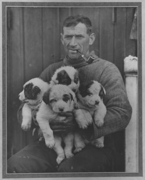 Tom Crean rears an Antarctic family-Sally's quadruplets [the pups by Sally and Samson: Roger, Nell, Toby and Nelson, Shackleton expedition, 1914-1916] [picture] : [Antarctica] / [Frank Hurley]