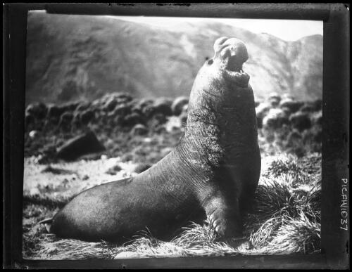 An enraged bull sea-elephant in fighting attitude [Macquarie Island, Australasian Antarctic Expedition, 1913-1914] [picture] : [Antarctica] / [Frank Hurley]
