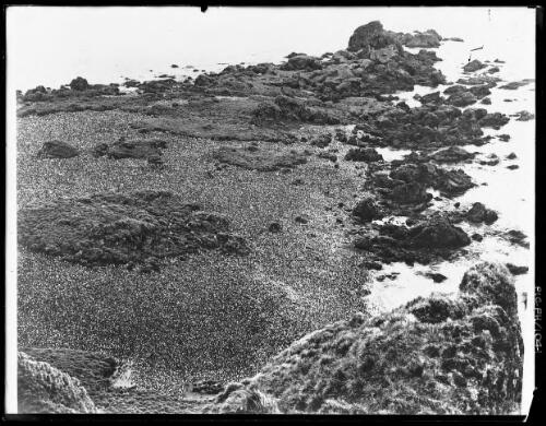 Macquarie Island, looking down onto the South-East point Penguin Rookery [Australasian Antarctic Expedition, 1911-1914] [picture] / [Frank Hurley]