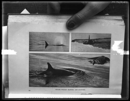 Killer whales blowing and sounding [three images with caption] [picture] : [Antarctica] / [Frank Hurley]