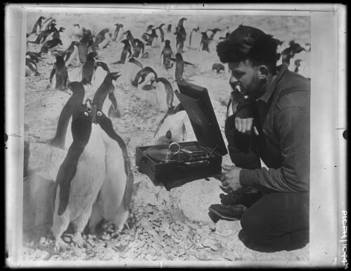 Adelie penguins [Adelie Land, BANZARE Voyage 2 1930/31] [picture] : [Antarctica] / [Frank Hurley]
