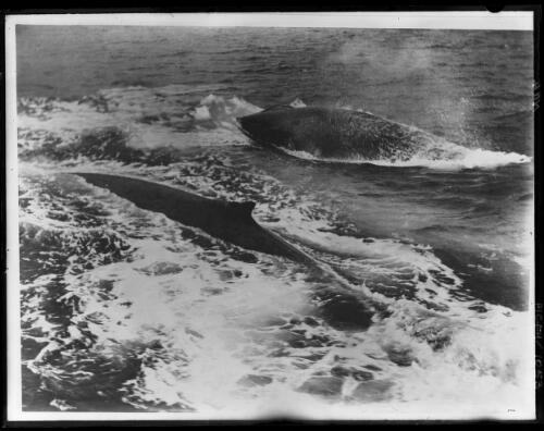 Finner whales in the open pack - the far whale has just blown and the near one is just about to sound Finner whales are also known as blue whales or rorquals, Australasian Antarctic Expedition, approximately 1912 [picture] / Frank Hurley