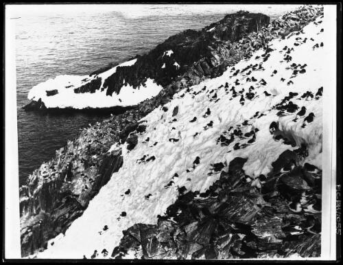 Cape Hunter near the Winter Quarters was the site of a huge rookery of Antarctic petrels, the birds crammed the ledges in thousands and took no heed of us [Australasian Antarctic Expedition, 1911-1914] [picture] : [Antarctica] / [Frank Hurley]