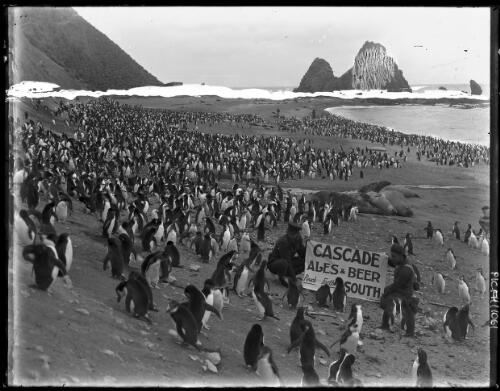 Cascade ales & beers reach farther south [penguins, sea elephants, a man wearing a hat and holding a sign and several other men on the Nuggets beach, Macquarie Island, Australasian Antarctic Expedition, 1911-1914] [picture] : [Antarctica] / [Frank Hurley]