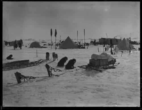 [Ocean Camp, with two dogs looking at camera, Shackleton expedition, 15 December 1915] [picture] : [Antarctica] / [Frank Hurley]