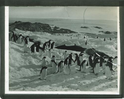 [Penguins] [picture] : [Antarctica] / [Frank Hurley]