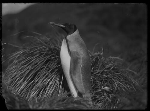 King penguin in tussock grass [Macquarie Island,  Australasian Antarctic Expedition, 1911-1914] [picture] / Harold Hamilton