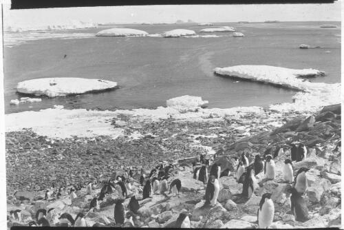 [Adelie penguins and the Mackellar Islets, Australasian Antarctic Expedition, 1911-1914] [picture] : [Antarctica] / [Frank Hurley]