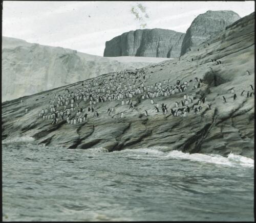 [Penguins under cliffs on a rockface and in the sea] [picture] : [Antarctica] / [Frank Hurley]