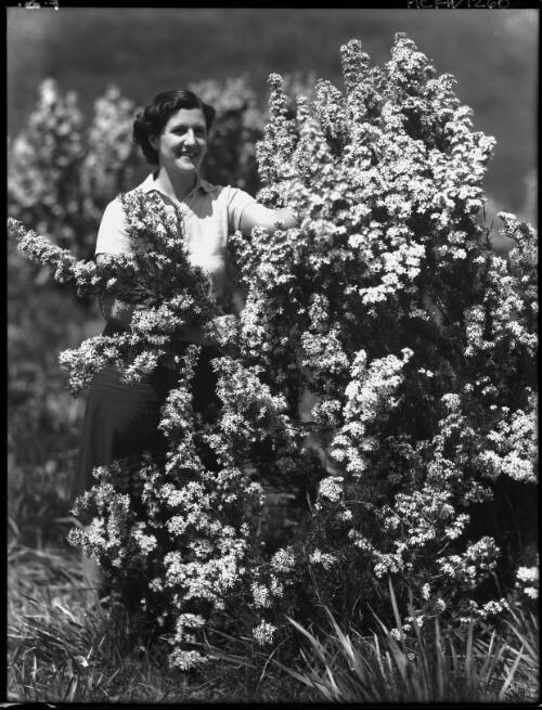 Picking daisies [with woman] [picture] : [Tasmania] / [Frank Hurley]