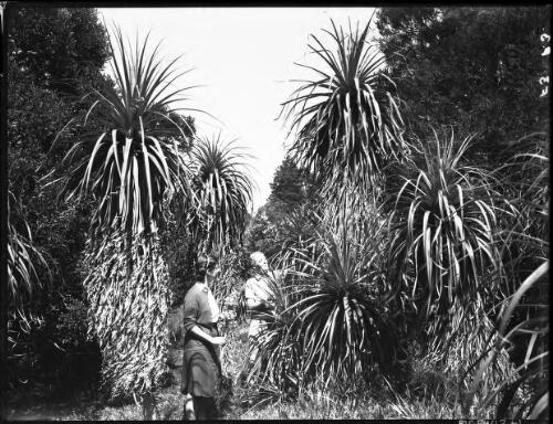 Grass tree study [picture] : [Tasmania] / [Frank Hurley]