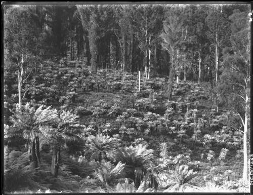 Tree fern forest [picture] : [Flowers Wild, Tasmania, 3 February 1939] / [Frank Hurley]