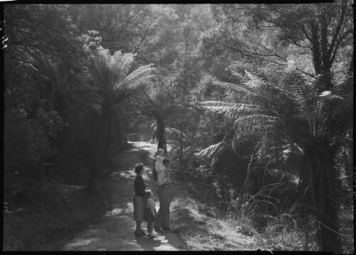 Fern Tree Gully Vic. [ferns and trees with four figures] [picture] : [Victoria] / [Frank Hurley]