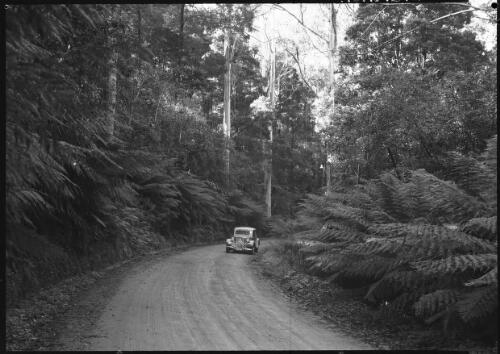 Great Ocean Road between Apollo Bay and Port Campbell [with ferns and a car] [picture] : [Victoria] / [Frank Hurley]