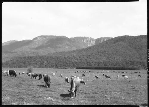 Pastoral, Buckland valley, Mt Buffalo in background [picture] : [Victoria] / [Frank Hurley]