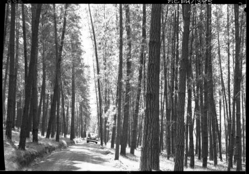 [A road through a forest of Insignis Pine, with a car] [picture] : [Victoria] / [Frank Hurley]