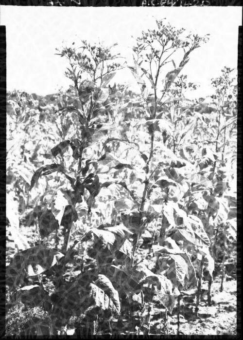 Tobacco plants, Ovens valley Vic [picture] : [Victoria] / [Frank Hurley]