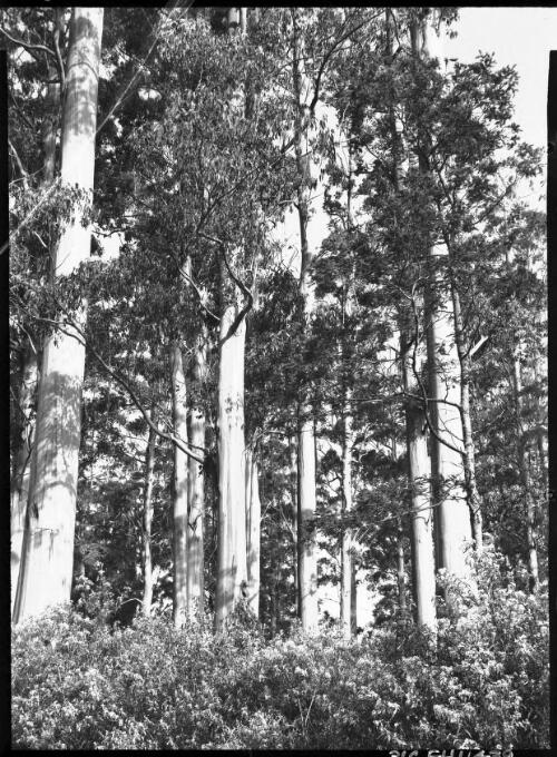 [A forest of tall straight trees] [picture] : [Victoria] / [Frank Hurley]
