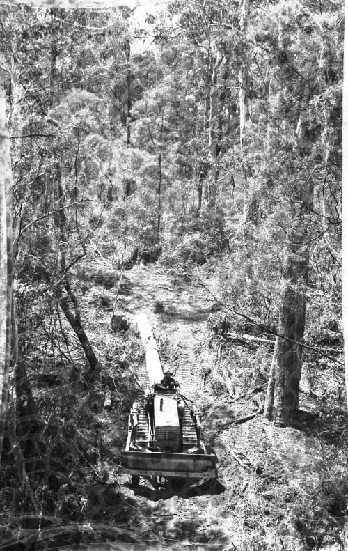 [Hauling a log to the mill, Gippsland] [picture] : [Victoria] / [Frank Hurley]