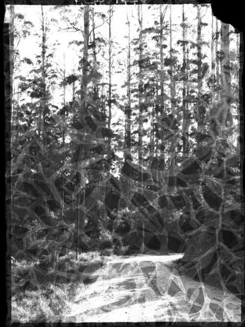 [A road through a forest] [picture] : [Victoria] / [Frank Hurley]