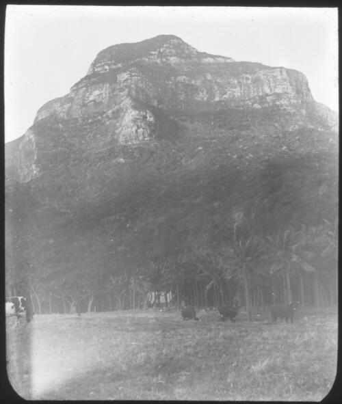 [A small herd of cattle grazing near palm trees and a mountain] [picture] : [Lord Howe Island] / [Frank Hurley]