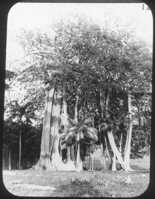 [A small palm tree nest to a grove of much taller tropical trees] [picture] : [Norfolk Island] / [Frank Hurley]