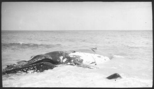 [A whale on a shore] [picture] : [Norfolk Island] / [Frank Hurley]